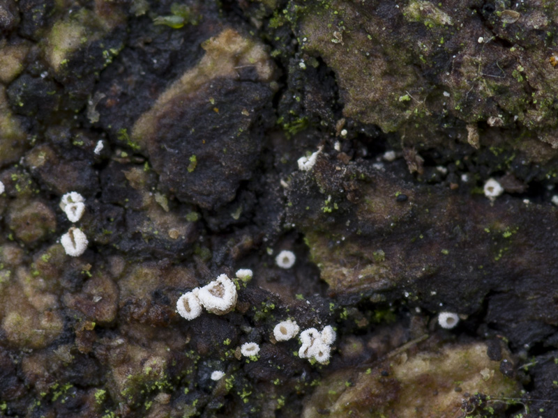 Episphaeria fraxinicola